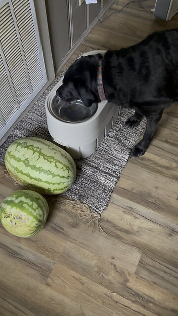 Thirsty Dog 🐶❤️🐶