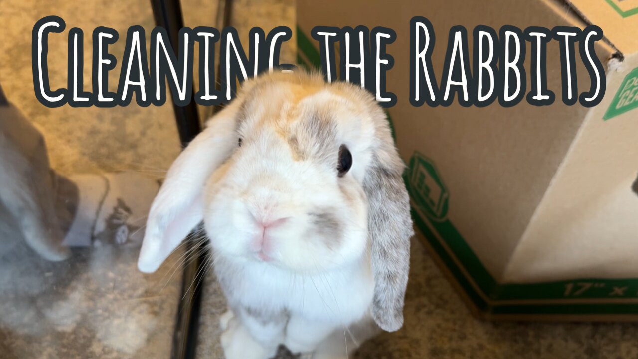 Good Morning #111 (12/30/23) Cleaning the Rabbits