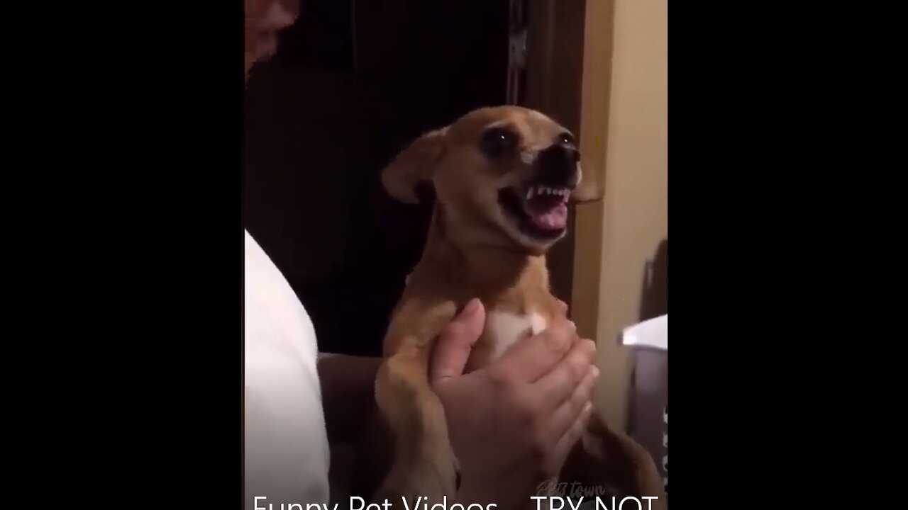 Top Funny Pet Videos