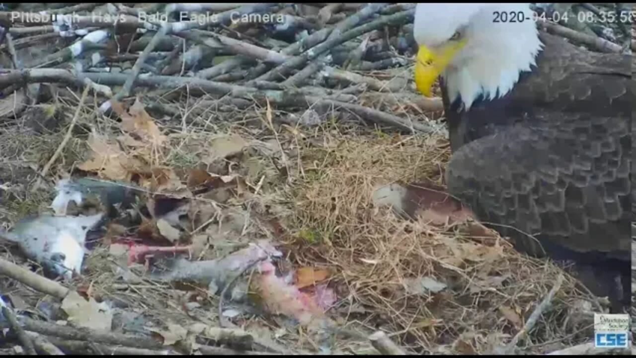 Hays Eagles Mom builds H11 H12 a fort 2020 04 04 834am