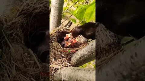 चिड़िया अपने बच्चो को खाना खिला रही है😘Bird is feeding its young