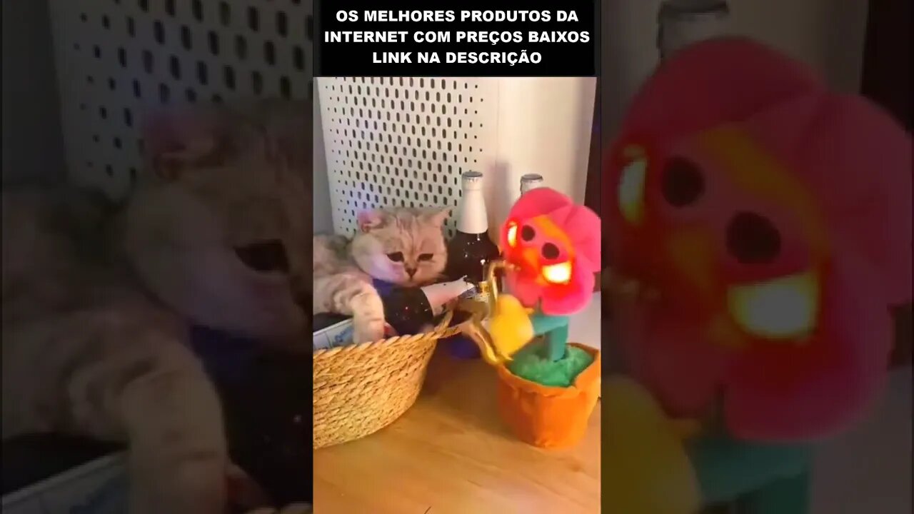 O GATO QUE LEVOU UM PÉ NA BUNDA