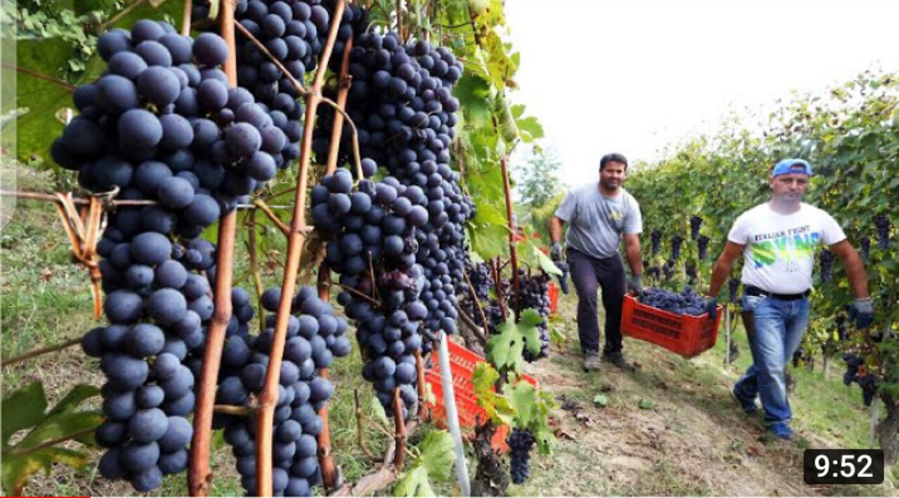Amazing Grape Harvesting And Processing Grape Juice -Modern Agricultural Harvesting Machines