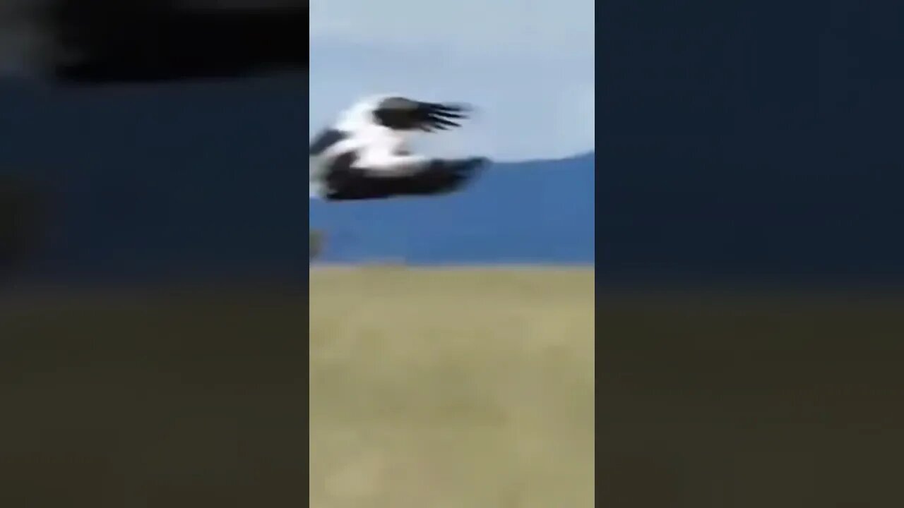 Cheetah catches bird extreem jump