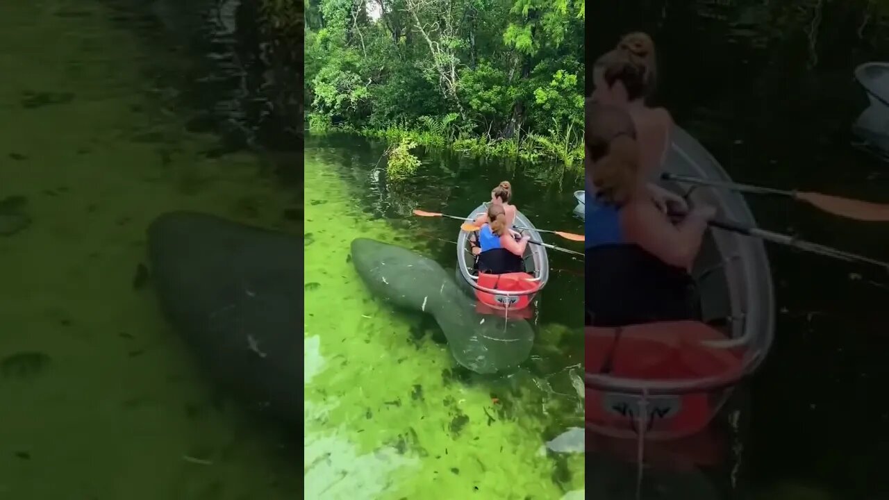 Kayaking in Florida! 🙄🙄#viral #shorts #foryou