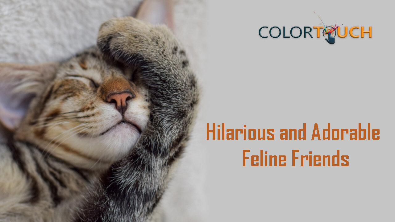 Hilarious and Adorable Feline Friends