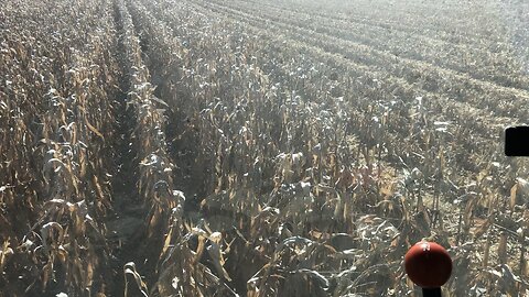 2022 Corn Harvest