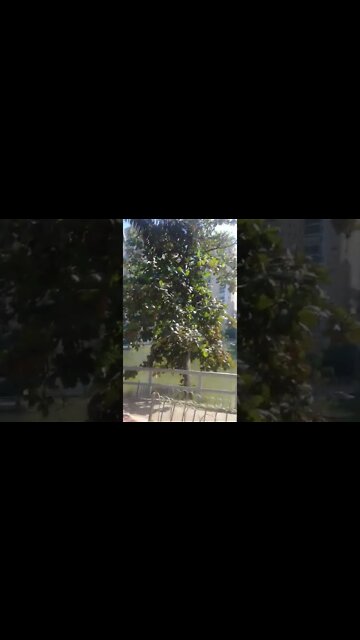 no parque fazendo caminhada #shorts