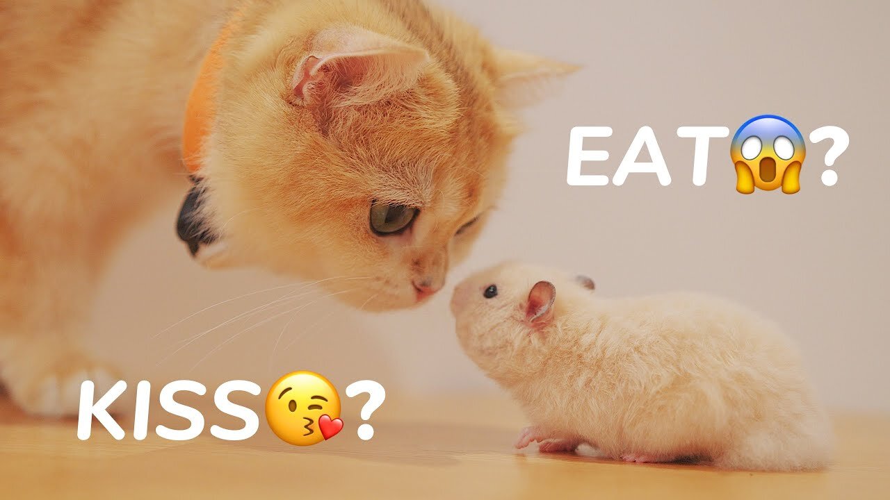 OMG... Scary Cat and Funny Hamster