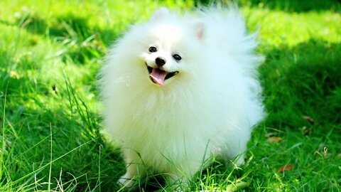 Funny 🤣 Things Done By Cute Pomeranian😍 You Have Never Seen