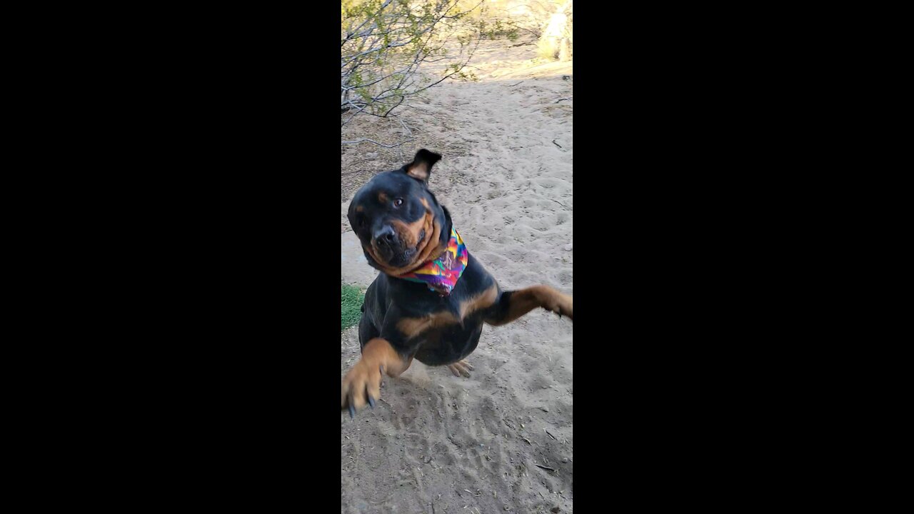 Beau the Jumping Bean!! RIP My soul puppy!