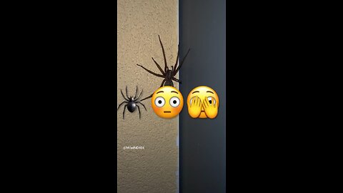 # eine große Spinne🕷️😳