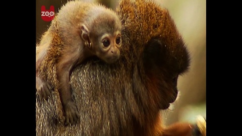 Baby Titi Monkey