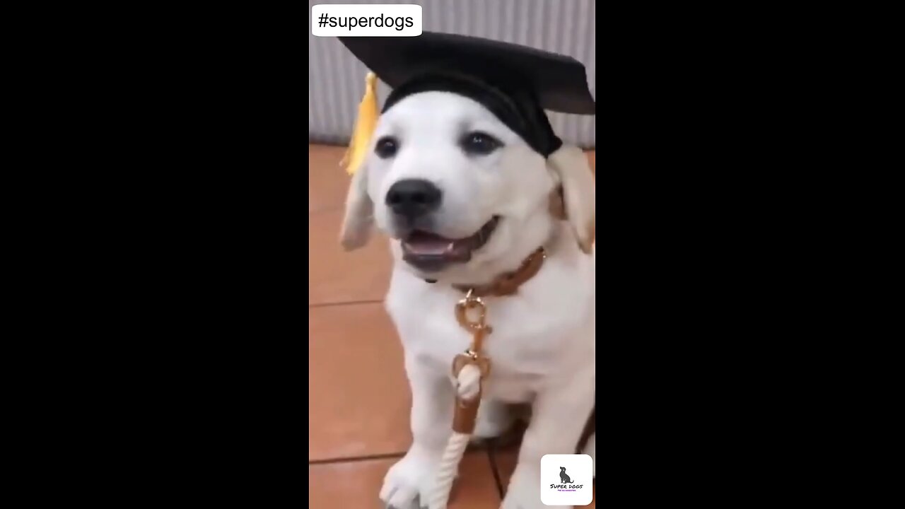 Funny Dog Videos _ Shot on iPhone _ @0192 @shorts @viral @dog_Full-HD