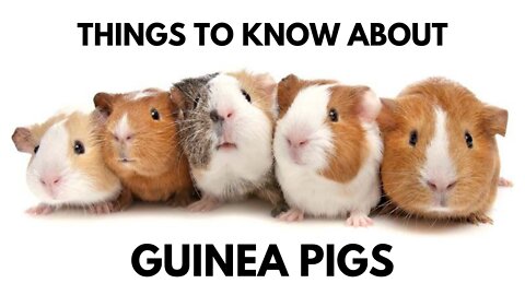 Thing To Know Before Getting A Guinea Pig