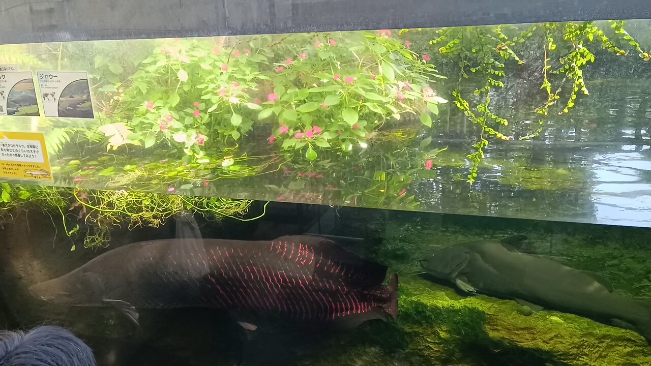 Fish in Adachi Park of Living Things