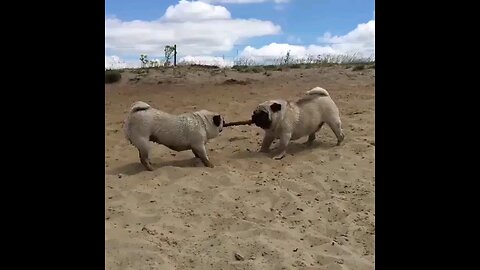 Funny Pug fight