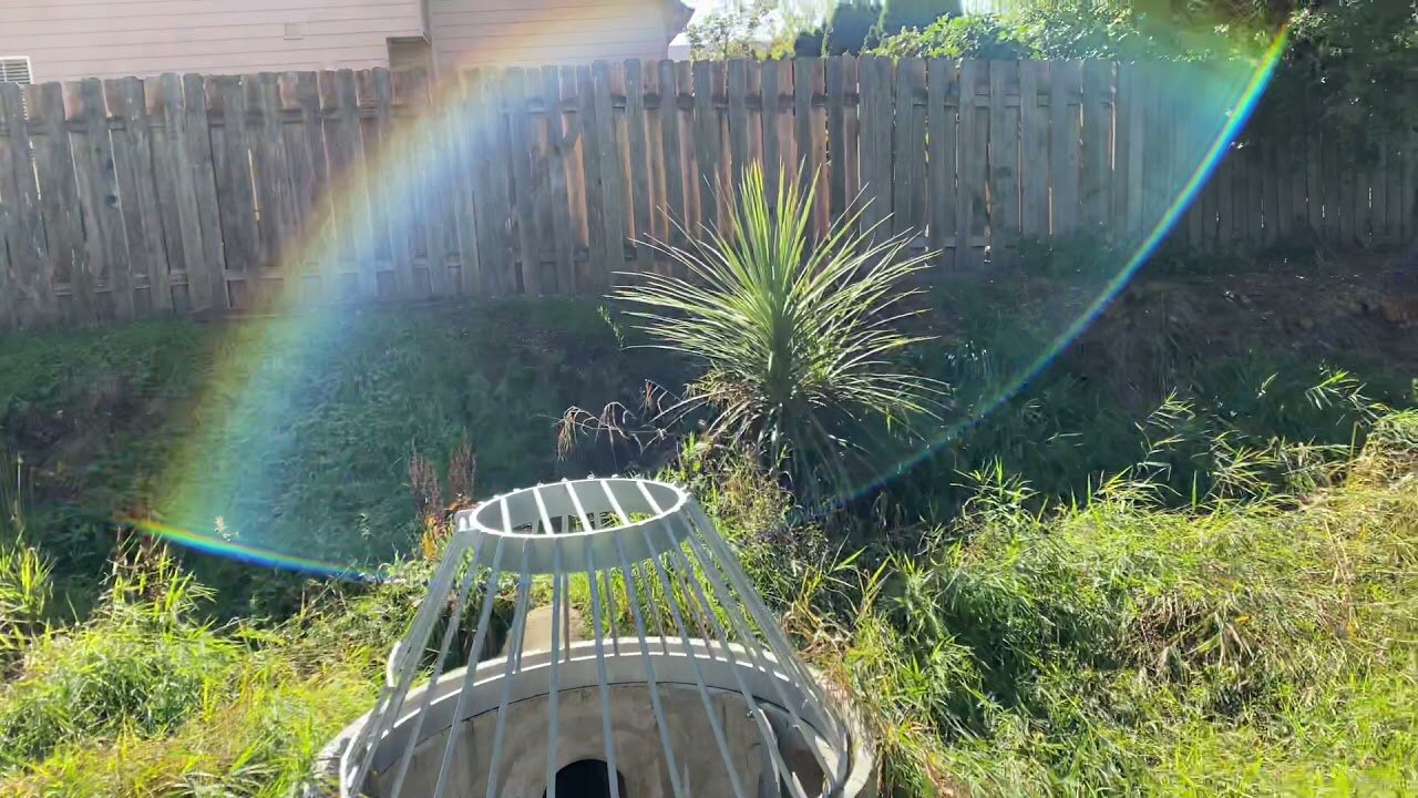 Naturalized Cordyline or Yard waste Sprout