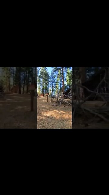 Ziplining At Evergreen Lodge In Yosemite #2 😅