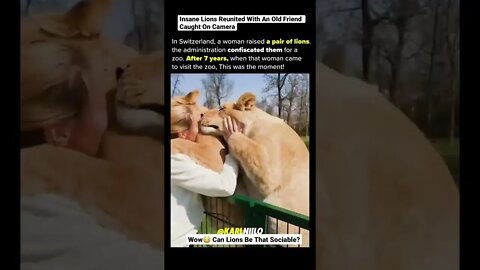 Insane Lions Reunited With An Old Friend Caught On Camera #shorts #animals #wildlife #lion #human