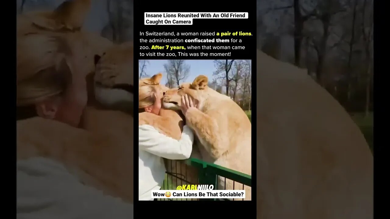 Insane Lions Reunited With An Old Friend Caught On Camera #shorts #animals #wildlife #lion #human