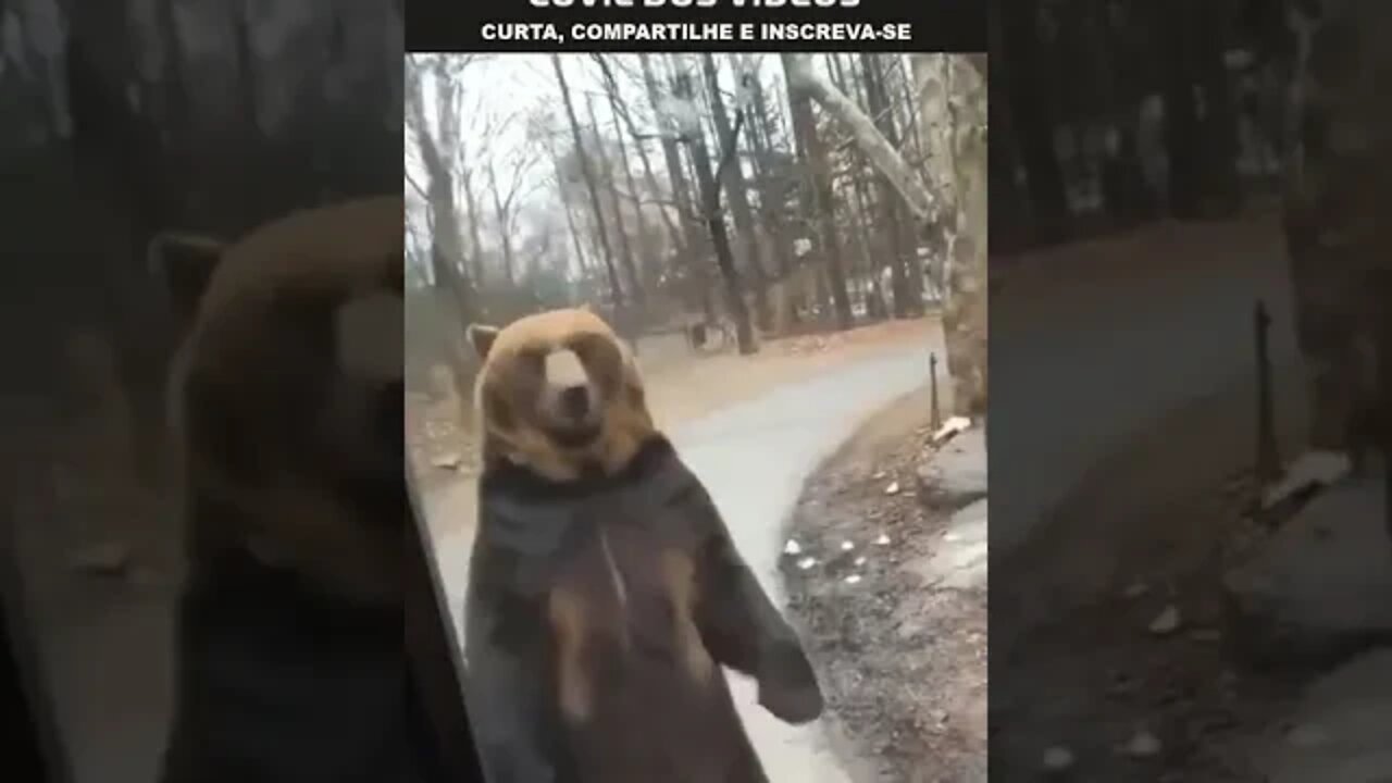 urso andando em duas patas