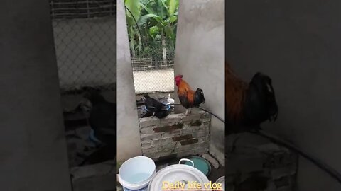 oh my god the rooster raised his chicks
