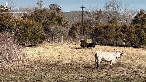 Happy, Happy, Happy cows