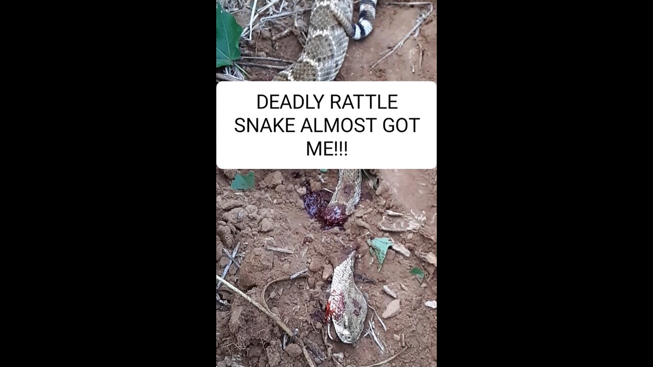 DEADLY RATTLESNAKE!!!!