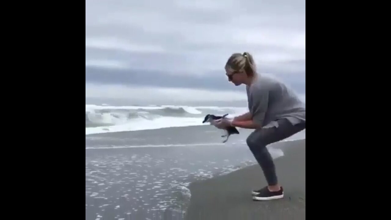 Baby penguin doesn't want to leave foster mom.