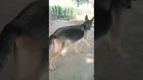 रेशम की डोरी पहना दो #dog