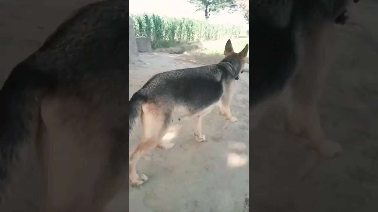 रेशम की डोरी पहना दो #dog