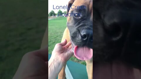 Puppy playing at park