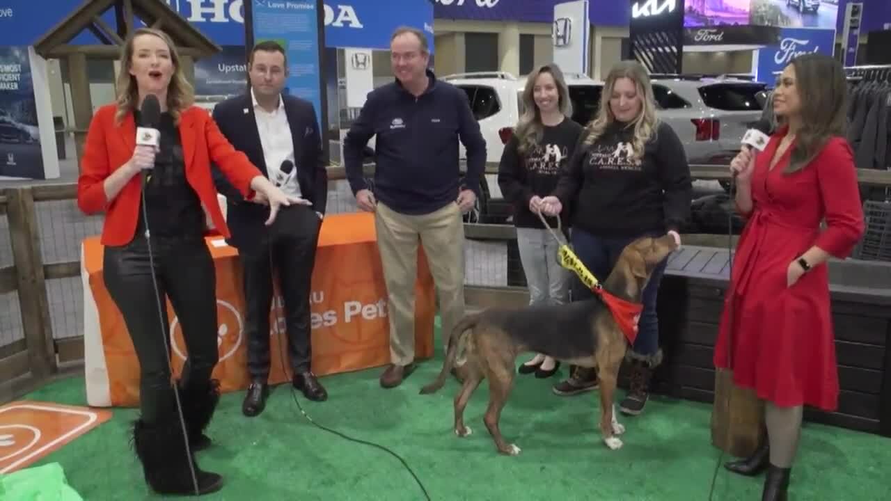 Subaru loves pets adoption display