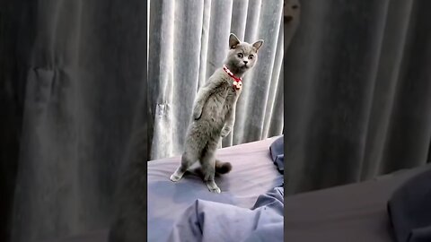 funniest cats videos compilation best of 2023.try not to laugh 😆 😂 #shorts #animals #cat #dog 🆕️🆕️👋