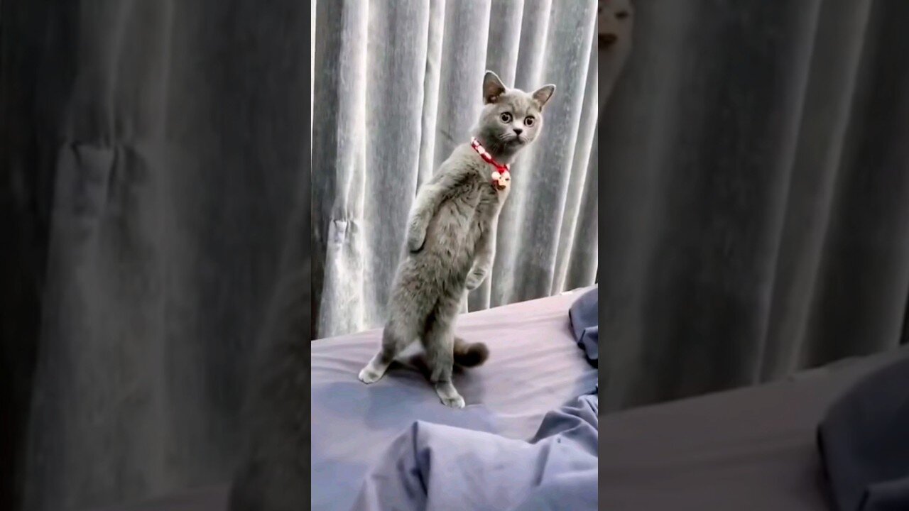 funniest cats videos compilation best of 2023.try not to laugh 😆 😂 #shorts #animals #cat #dog 🆕️🆕️👋