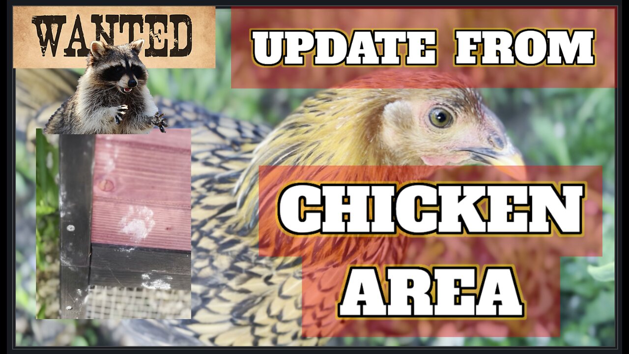 Update From CHICKEN AREA - BackUp Birds