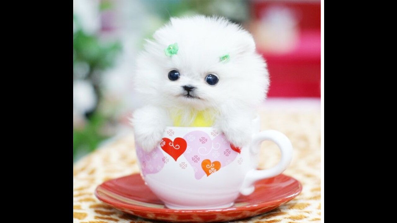 puppy Very cute puppy