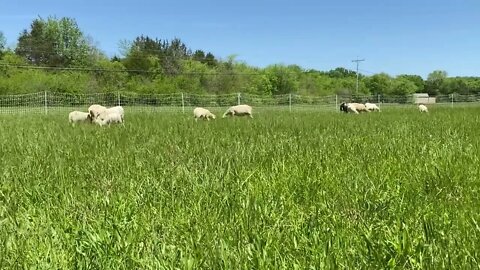 BACK ON THE PASTURE AT LAST!