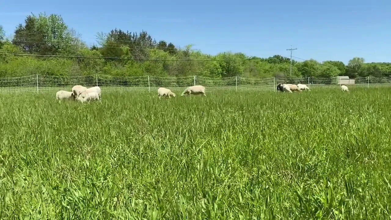 BACK ON THE PASTURE AT LAST!