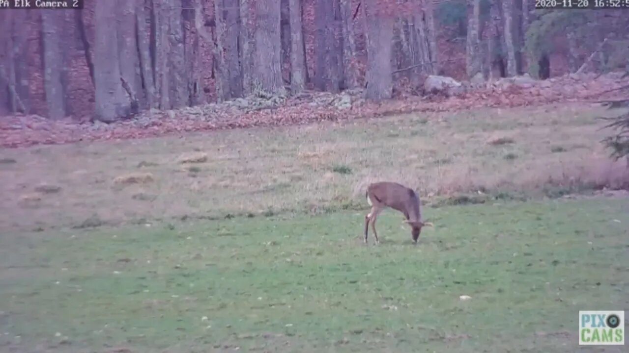 PA Elk Cam 2 White Tailed Deer Buck 2020 11 20 15 52 45 179