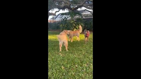 Backyard Canine Fun