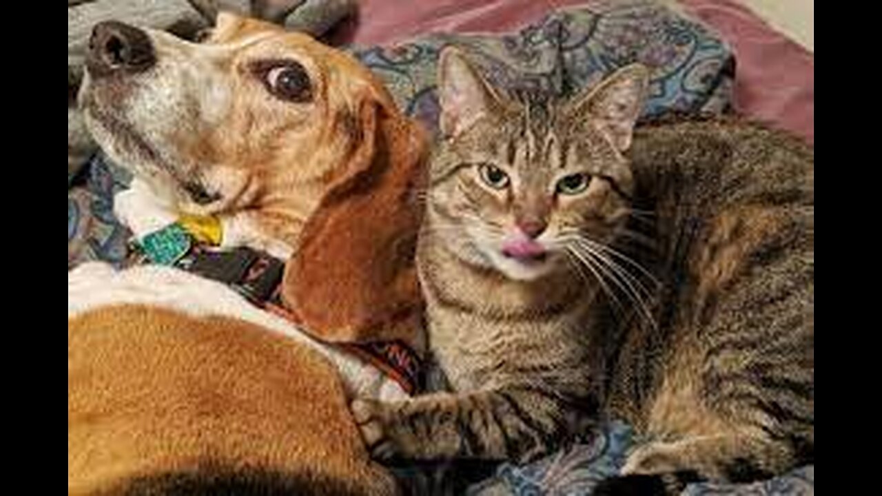 Funniest Cat and Dogs _ Cute and Funny Animal Videos