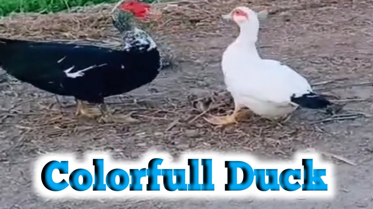 Colorfull Duck | Duck Videos