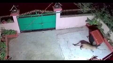 Leopard hunts down poor dog - Daily Dose of Nature