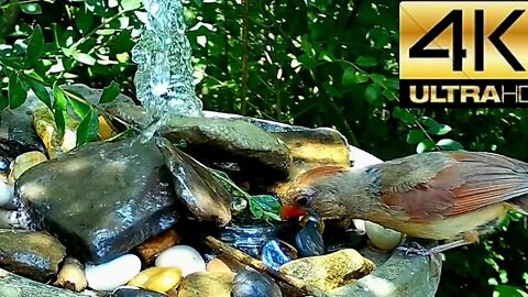 Birdwatching: Lady Cardinal Drinks From DIY 5 Gallon Water Bucket Fountian Topped w River Rocks