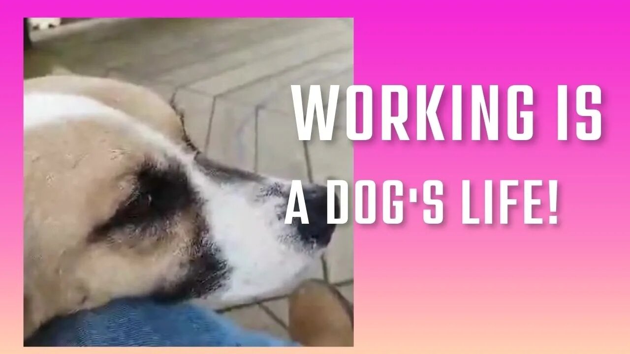 Working is a Dog's Life!