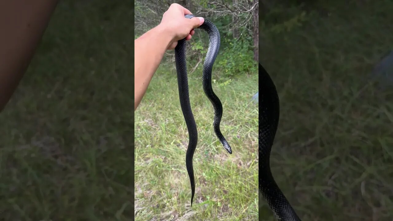 GIANT Black kingsnake!!! #herping #snakes #shorts