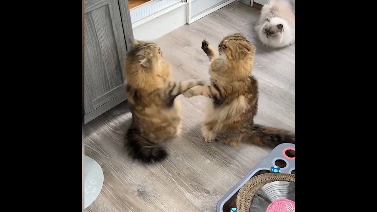 Funny Videos of Various Animals