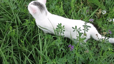 Our Cats #6: Cats Running in Meadow with Tall Grass